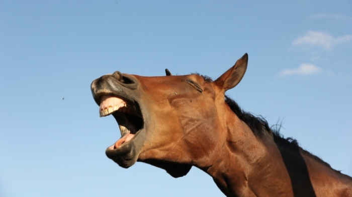 Възрастен мъж от Айтос е в кома след като конят му го влачил по пътя 