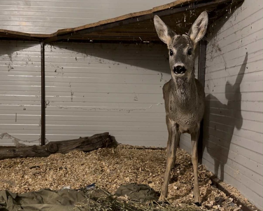 Спасиха бедстваща сърна, нахапана от хищници край Аркутино