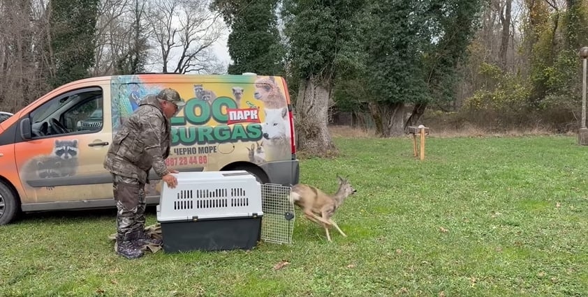 Спасената от хищници сърна край Аркутино получи втори шанс за живот, вече е на свобода!