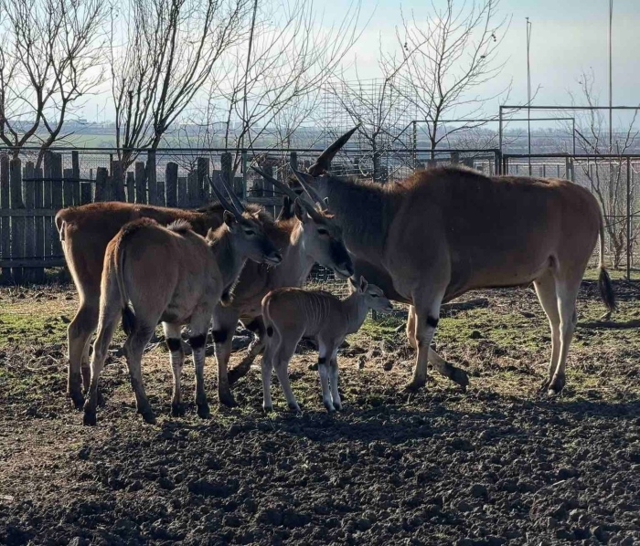 Бейби бум в бургаския зоопарк: Вижте кои са новите обитатели (СНИМКИ)
